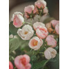 ROSA BLUSH BELL - 45cm